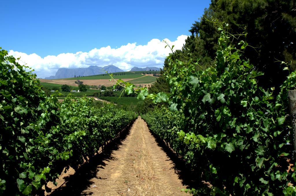 Clos Malverne Wine Estate Stellenbosch Exterior photo